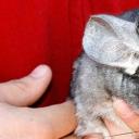 Why do you dream about a chinchilla? Why do you dream about a chinchilla?